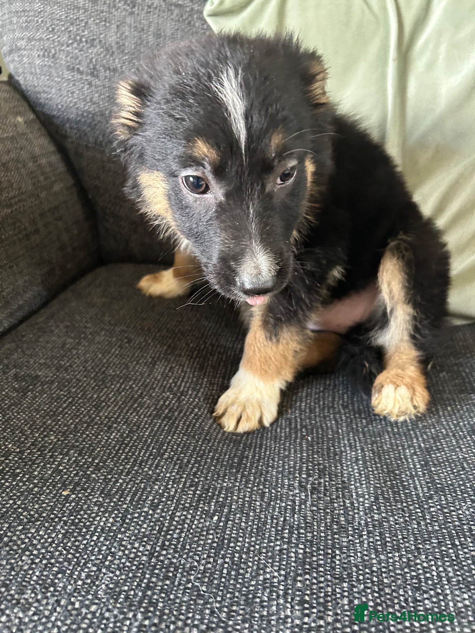 Mixed Breed dogs Shollie puppies - Advert 2