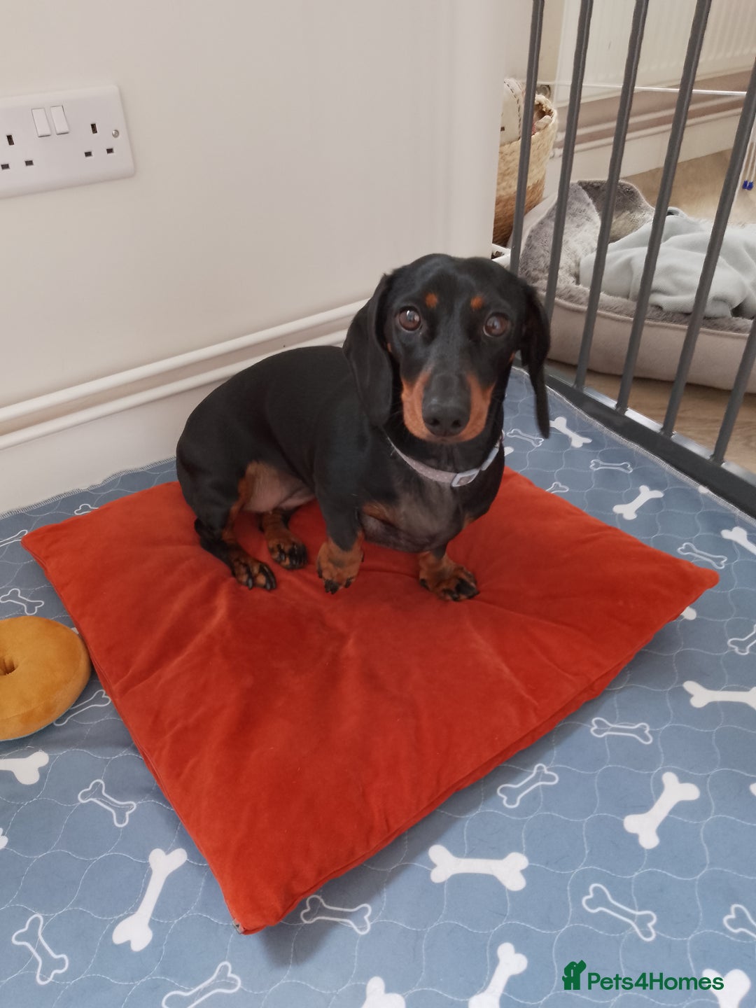 Miniature Dachshund dogs for sale: Two year old Miniature Smooth Haired Dachshund  - Image 1