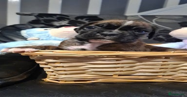 Boxer dogs - Advert 8