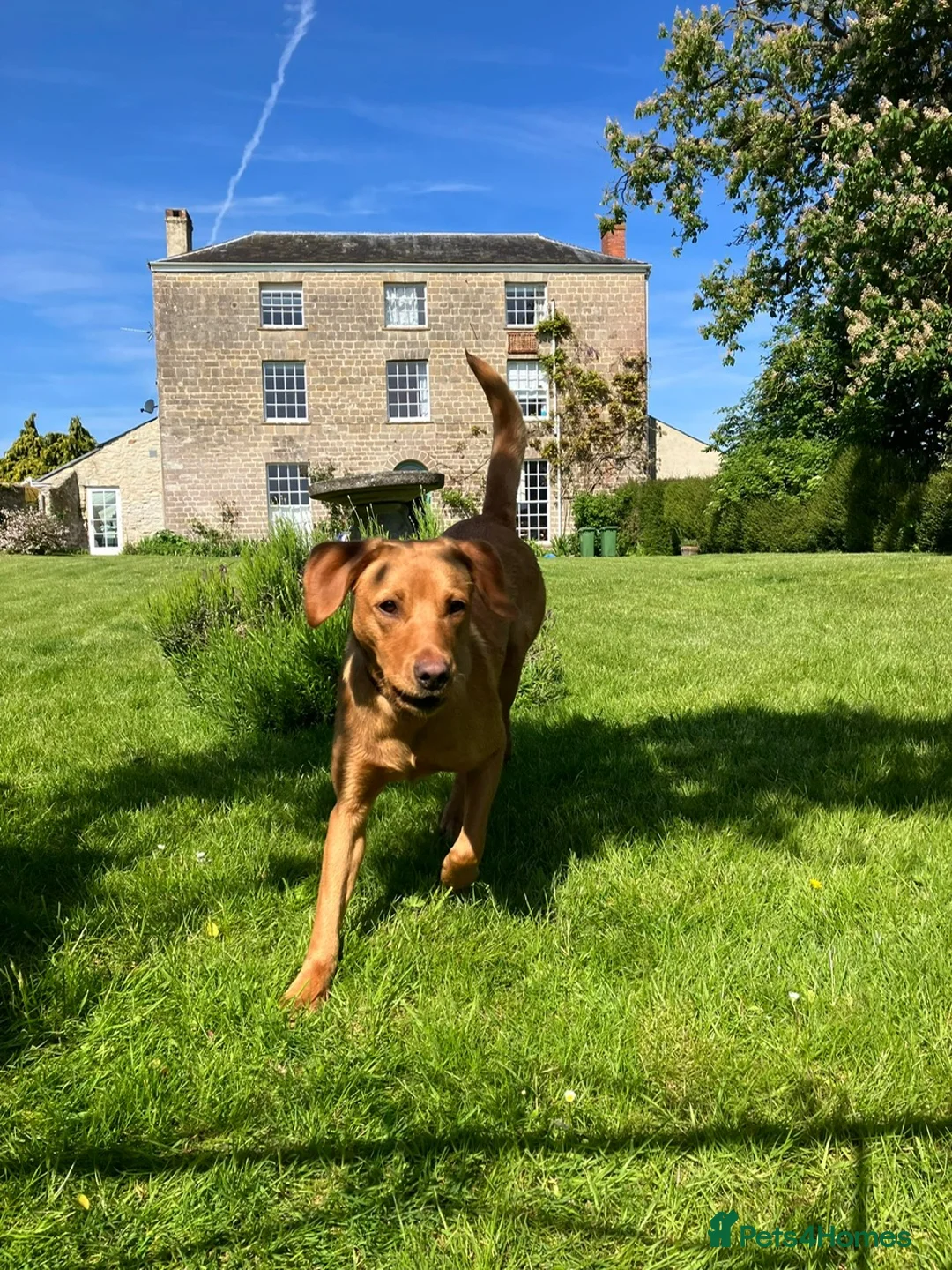 Labrador Retriever dogs for sale: Pedigree Labrador Retriever Puppies in Taunton - Advert 1