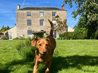 Labrador Retriever dogs Pedigree Labrador Retriever Puppies - Advert 2