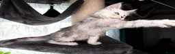 Maine Coon cats for sale: STUNNING PEDIGREE MAINE COON KITTENS - Advert 23