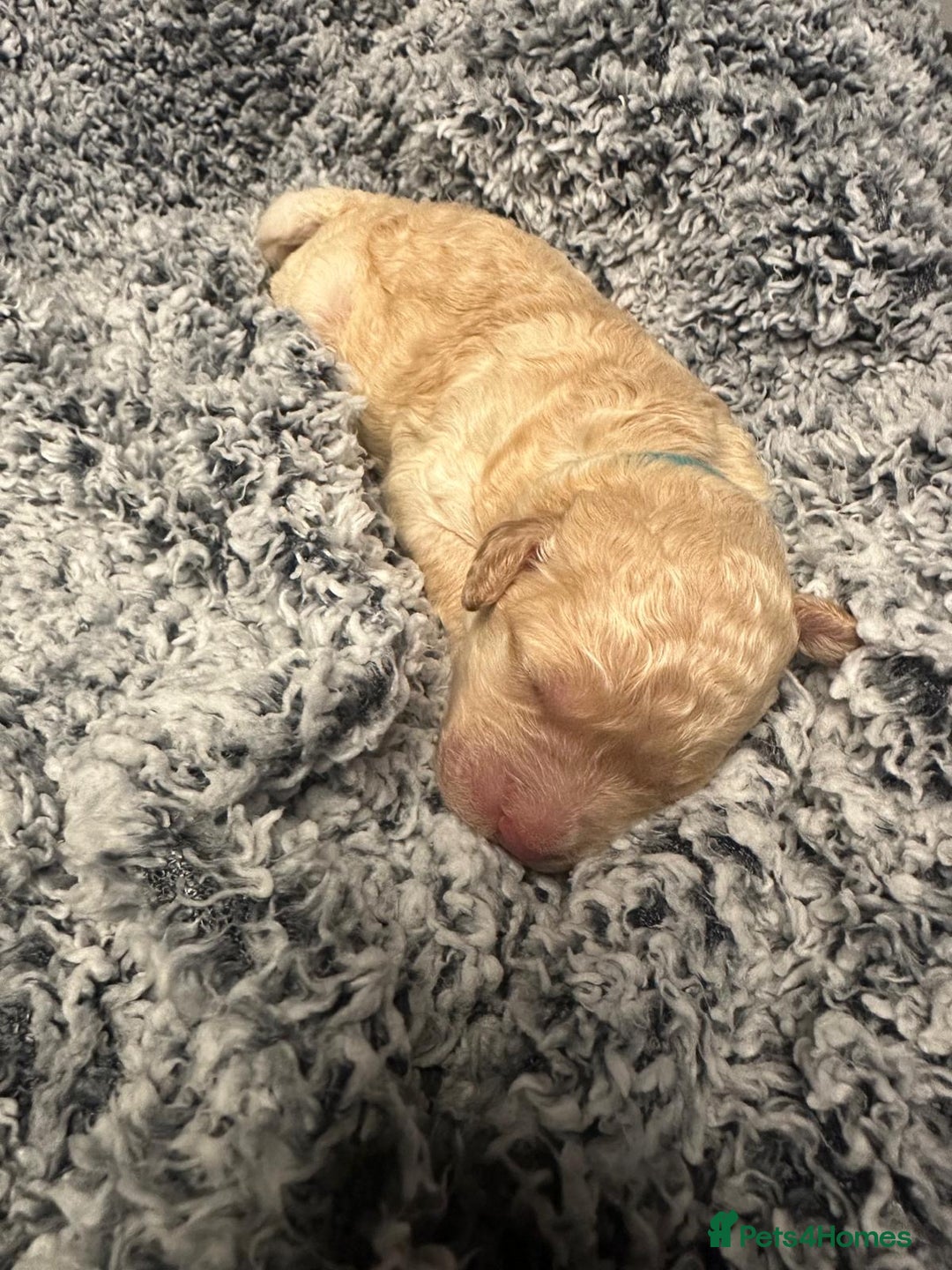 Miniature Poodle dogs for sale: Gorgeous pure bred miniature poodles - Advert 6