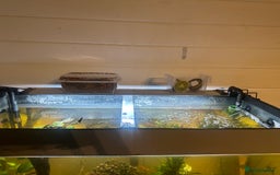 Fancy Goldfish fish for sale: Full fish tank set up - Advert 5