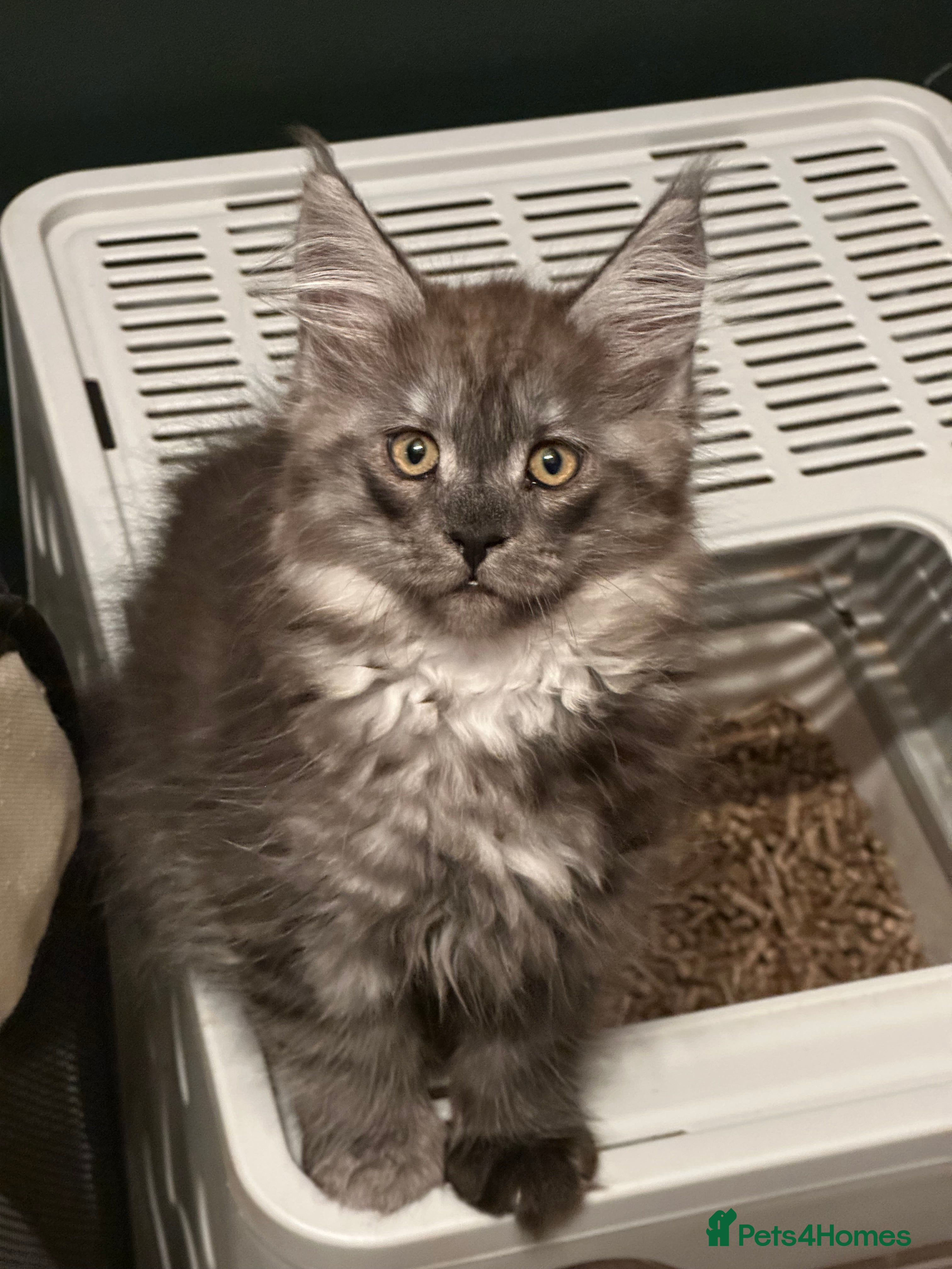 Maine Coon cats Tica Active Kittens - Advert 2