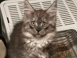 Maine Coon cats Tica Active Kittens - Advert 2