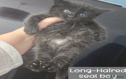 Ragdoll cats for sale: 12 half-Ragdolls (£150-£475) - Image 9