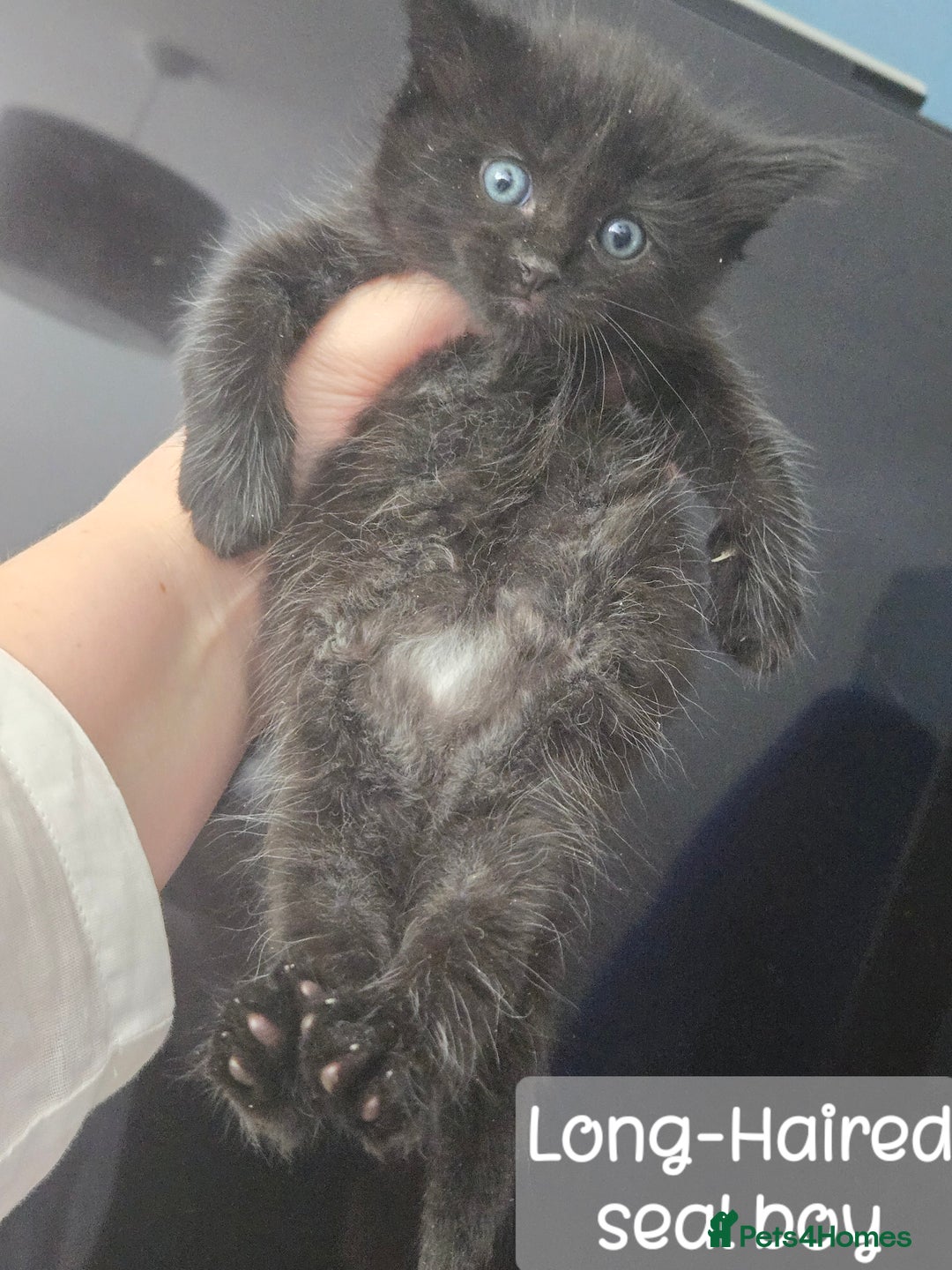Ragdoll cats for sale: 12 half-Ragdolls (£150-£475) - Image 9