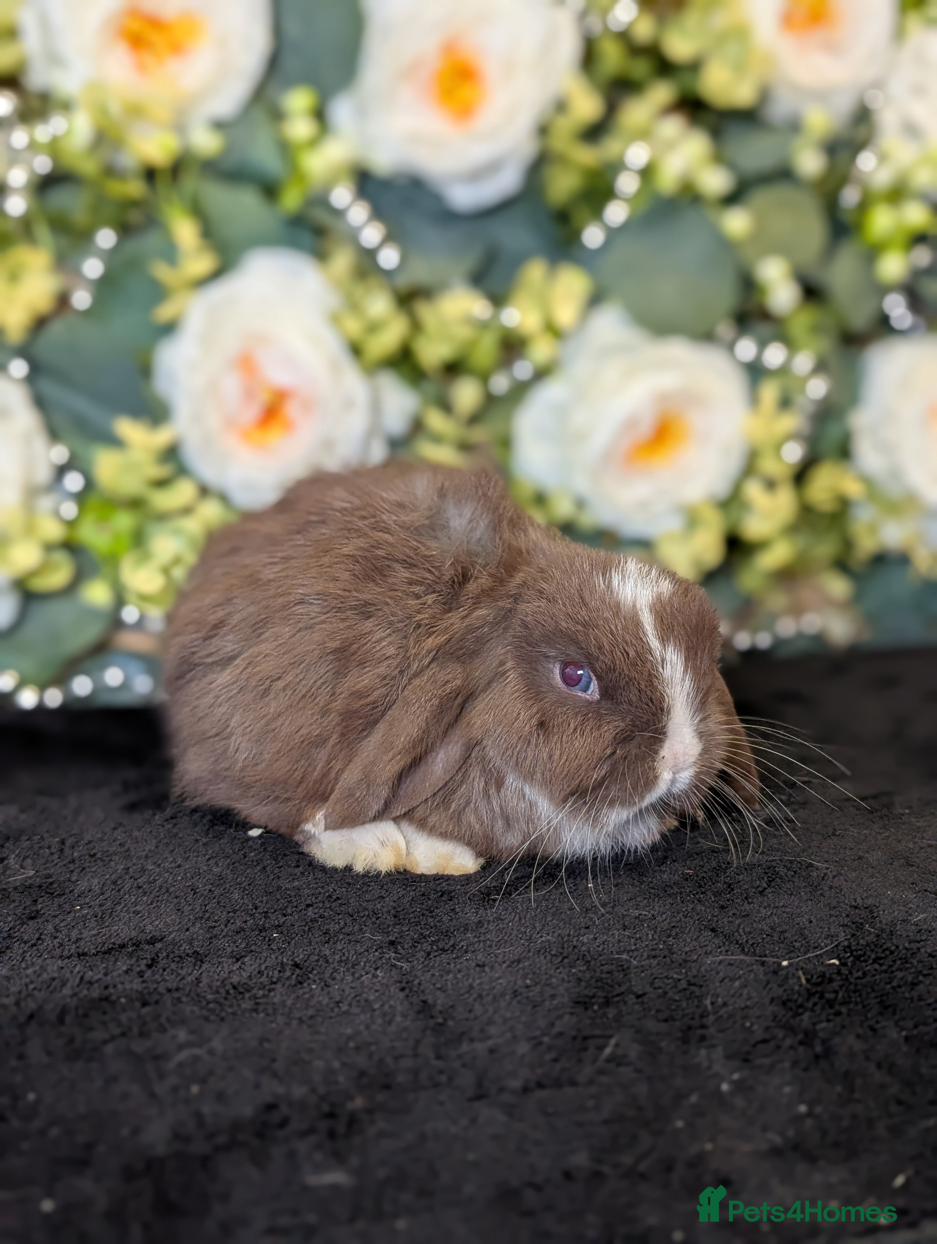 Mini Lop rabbits ❤️Stunning mini lop babies❤️ - Advert 6