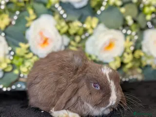 Mini Lop rabbits ❤️Stunning mini lop babies❤️ - Advert 6