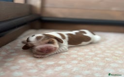 Cocker Spaniel dogs for sale: 🐶 Health-Tested Show-Type Cocke Spaniels 🐶 - Image 11