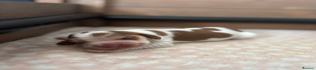 Cocker Spaniel Puppy 4