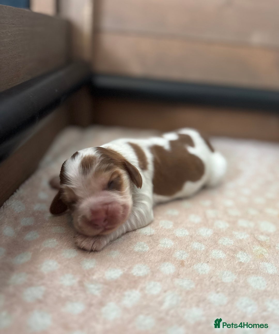 Cocker Spaniel dogs for sale: 🐶 Health-Tested Show-Type Cocke Spaniels 🐶 - Image 11