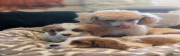 Cavapoo dogs for sale: Adorable F1 Cavapoo, health tested puppies  in Worcester - Advert 8