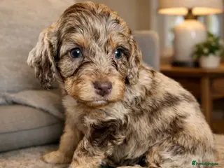 Cockapoo dogs Beautiful Merle Cockapoo puppies - Advert 6