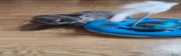 British Shorthair cats for sale:  🐾🎀 BSH 🎀🐾 GCCF/Fully vaccinated - Advert 8