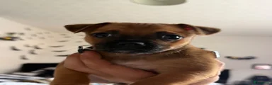 Jackshund 5