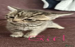 Mixed Breed cats for sale: 4 x Ragdoll mix kitten ready to leave 15/10/25 - Image 6