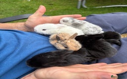 Mini Lop rabbits for sale: Mini lop babies  - Image 1