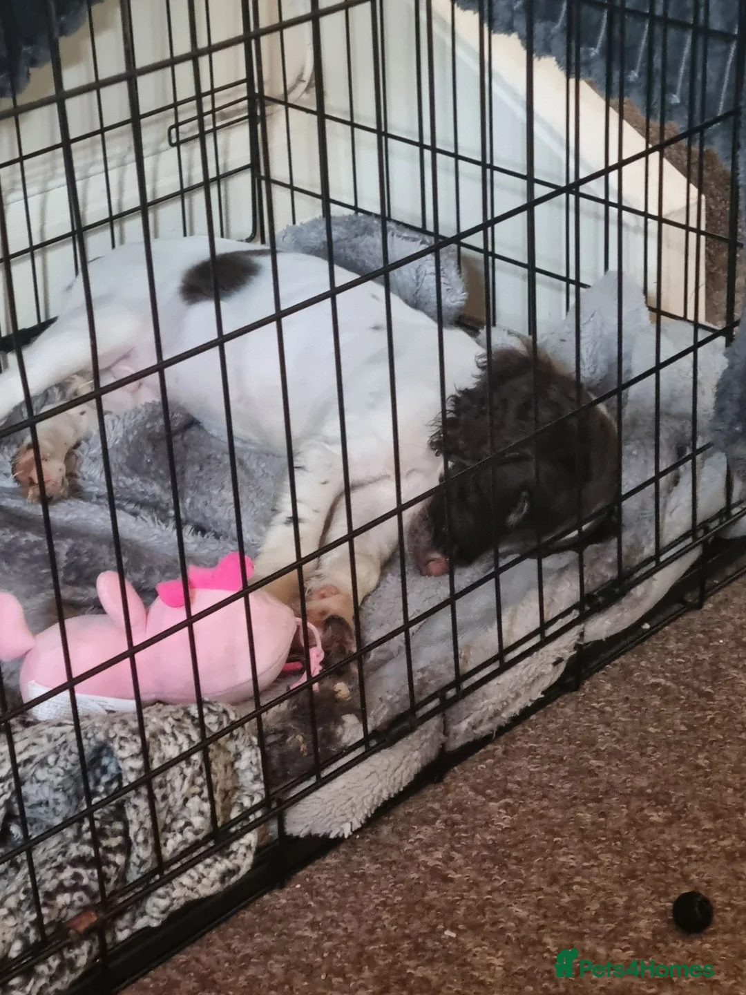 English Springer Spaniel dogs for sale: Springer cross  in Middlesbrough - Advert 2