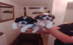 Shih Tzu dogs for sale: Shih Tzu puppies  - Advert 9