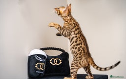 Bengal cats for sale: Dune- Stunning Bengal Boy- TICA with champion line - Image 25