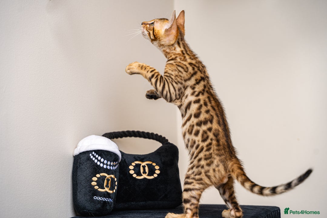 Bengal cats for sale: Dune- Stunning Bengal Boy- TICA with champion line - Image 25