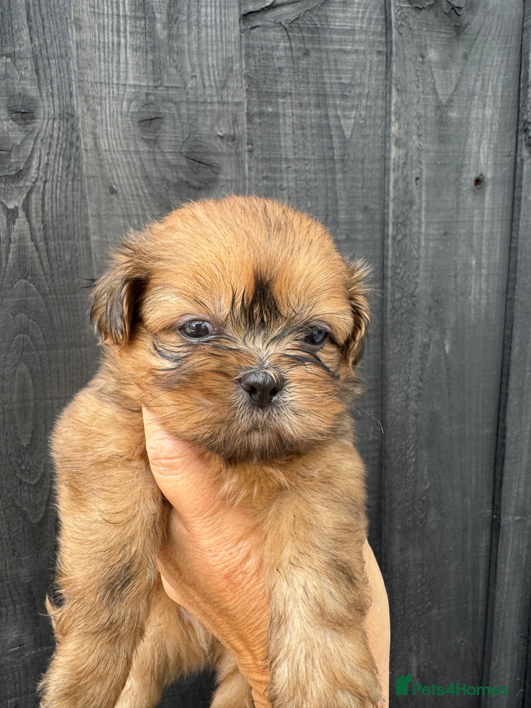 Shih Tzu dogs for sale: Standard size shihtzu pups  - Image 4