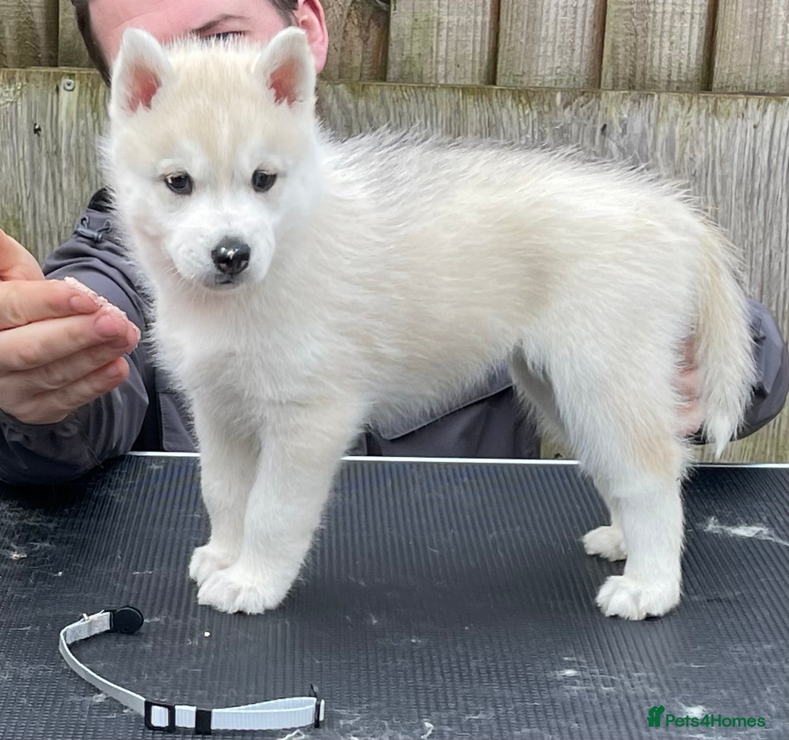 Siberian Husky dogs KC REGISTERED STUNNING CHUNKY PUPS - Advert 1
