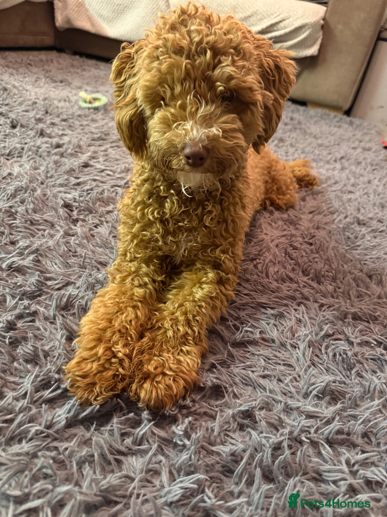 Sproodle dogs Sproodle Puppy - Advert 3