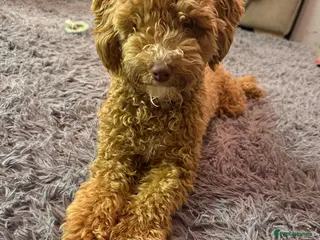 Sproodle dogs Sproodle Puppy - Advert 3