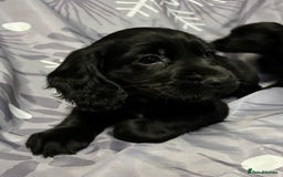 Cocker Spaniel dogs for sale: Beautiful puppy’s  - Image 10