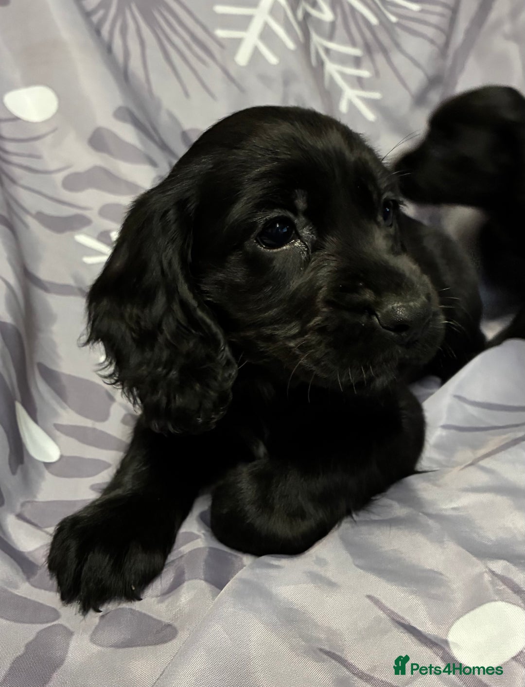 Cocker Spaniel dogs for sale: Beautiful puppy’s  - Image 10