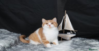 British Shorthair cats - Advert 12