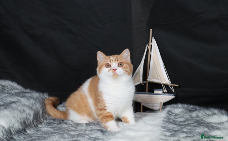 British Shorthair cats - Advert 3