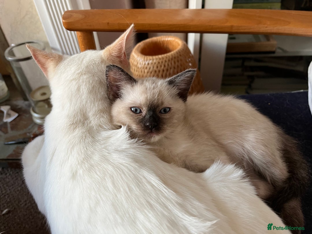 Ragdoll cats for sale: Beautiful Pure Ragdoll Kittens - Image 2