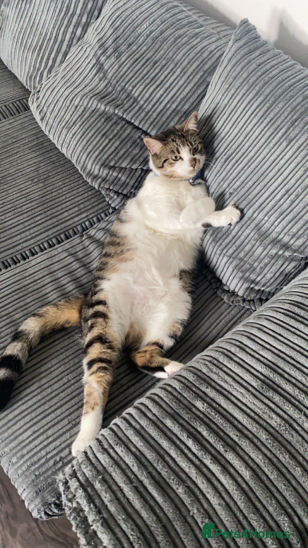 Mixed Breed cats Cat for new home - Moon - Advert 7