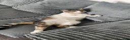 Mixed Breed cats for sale: Cat for new home - Moon in Oldham - Advert 1
