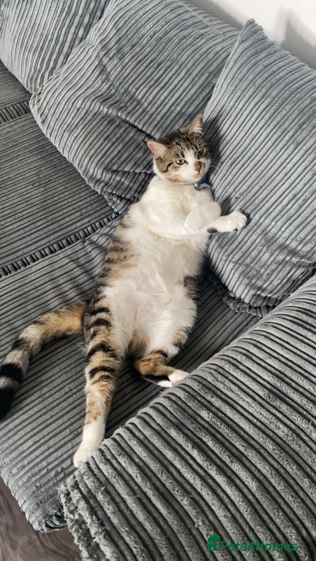 Mixed Breed cats for sale: Cat for new home - Moon in Oldham - Advert 1