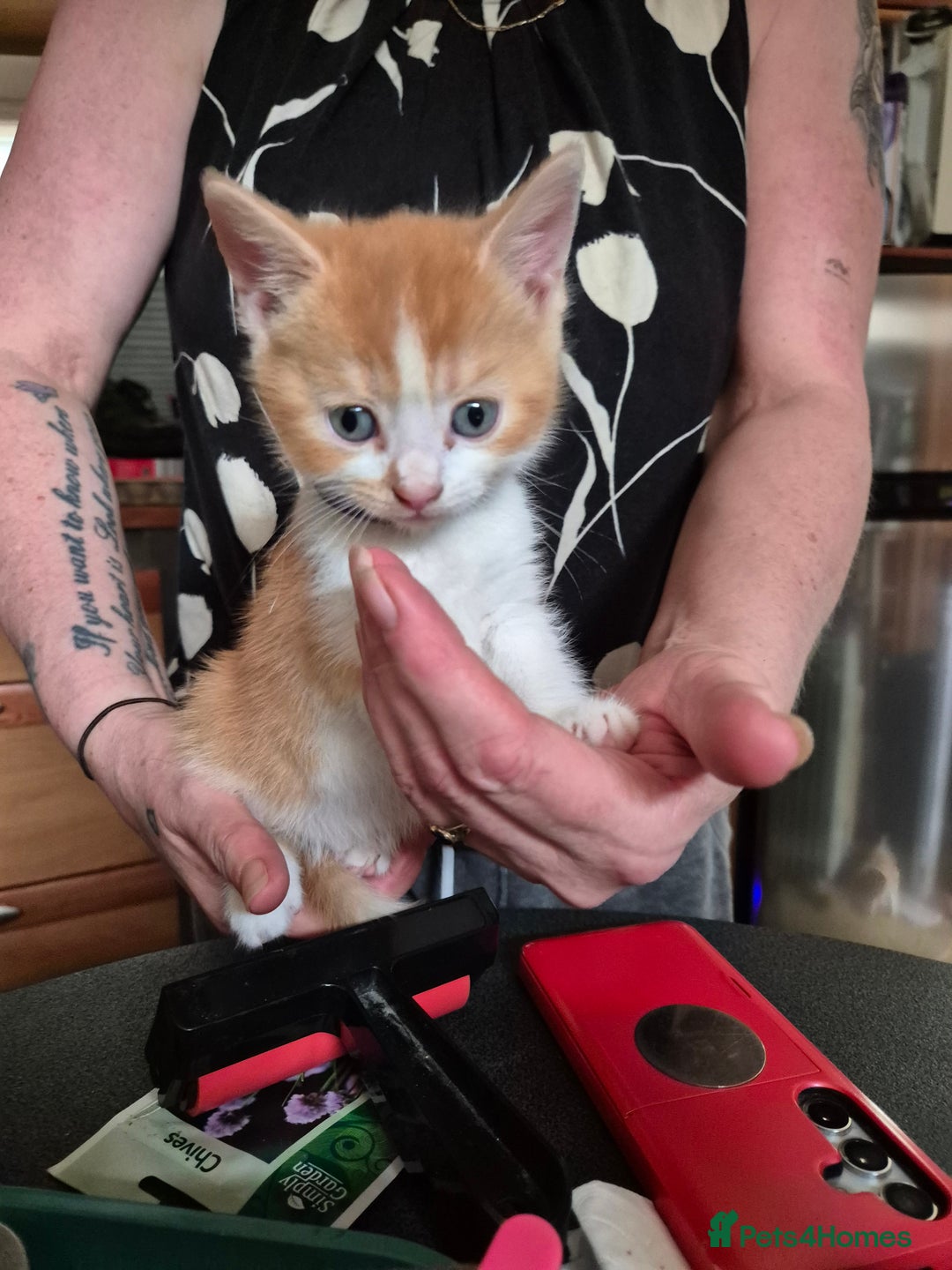 Mixed Breed cats for sale: Litter of kittens - Image 17