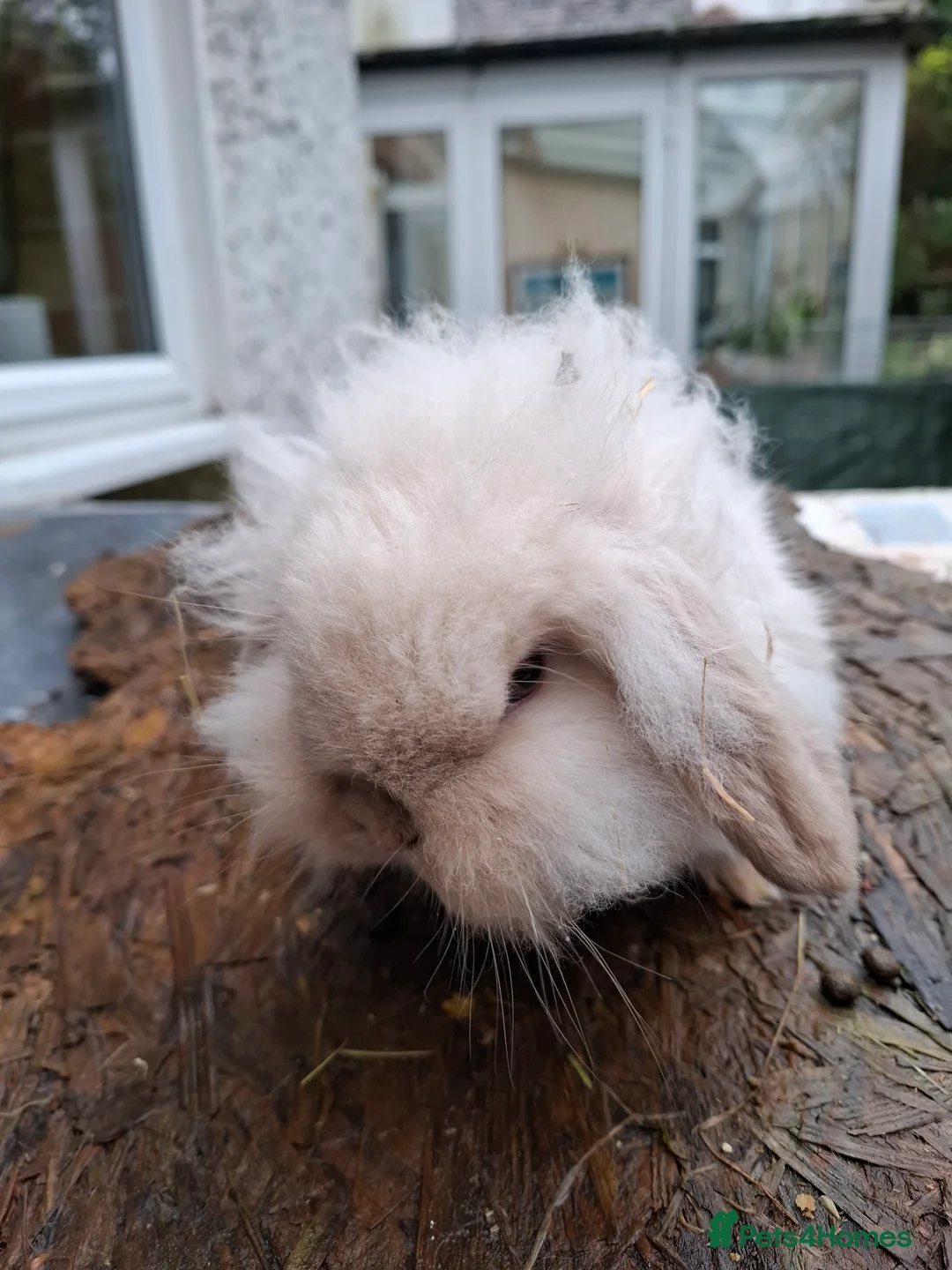 Mini Lop rabbits for sale: Mini Lops and Mini Lion Lops - Advert 11