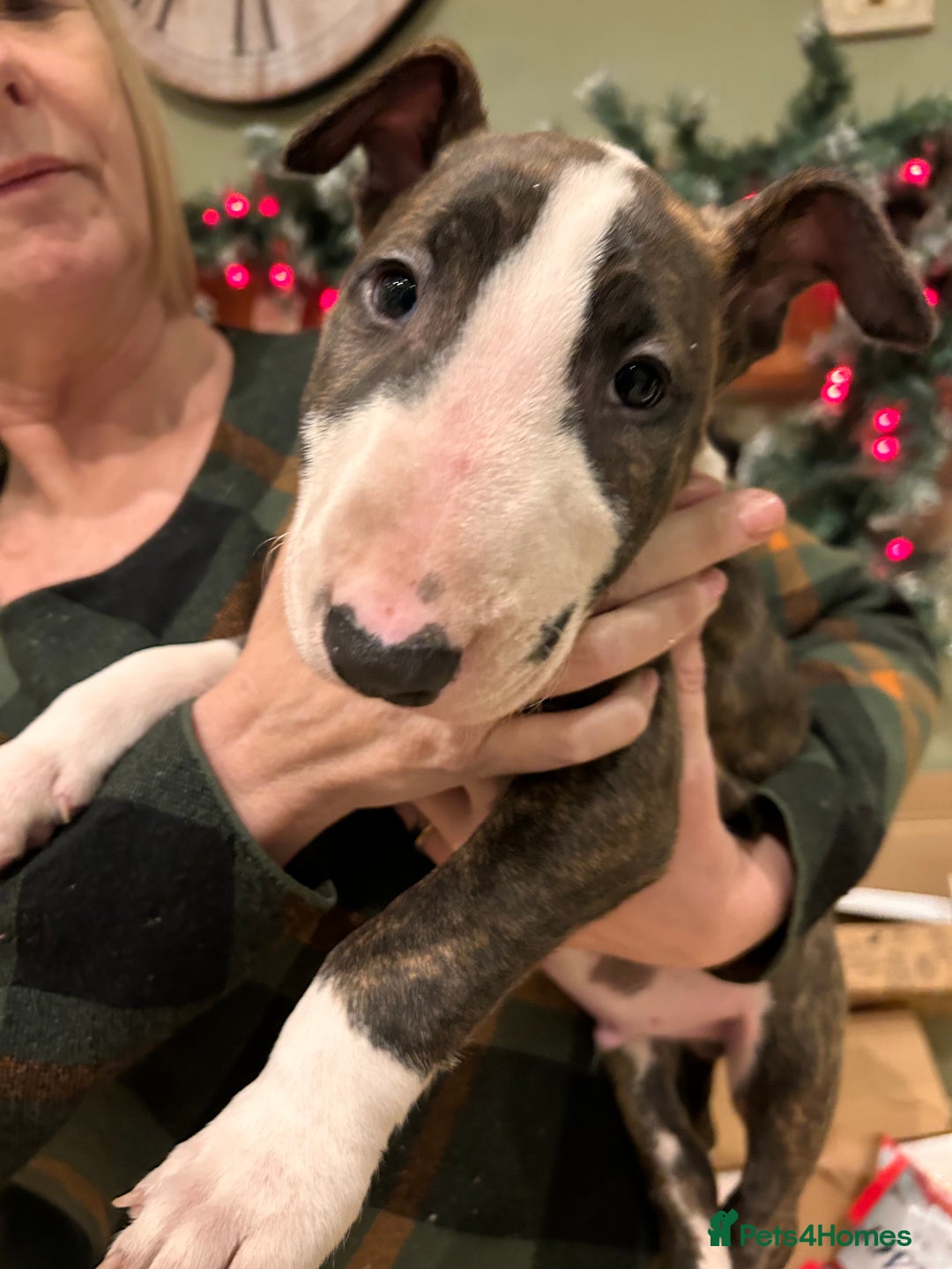 English Bull Terrier dogs for sale: Chunky english bull terriers for sale - Advert 5