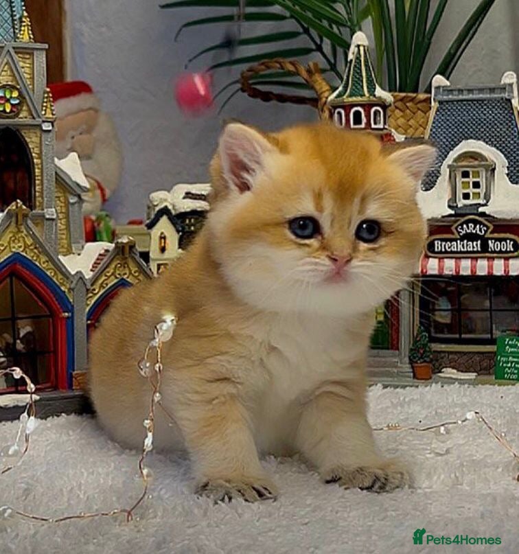 British Shorthair cats CHAMPION GOLDEN BRITISH SHORT HAIR KITTEN MALE - Advert 3