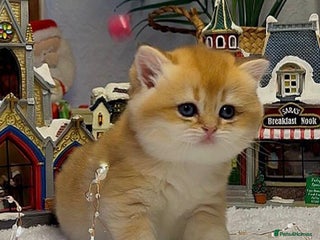 British Shorthair cats CHAMPION GOLDEN BRITISH SHORT HAIR KITTEN MALE - Advert 5