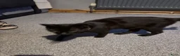 Mixed Breed cats for sale: Black kittens for sale - Advert 5