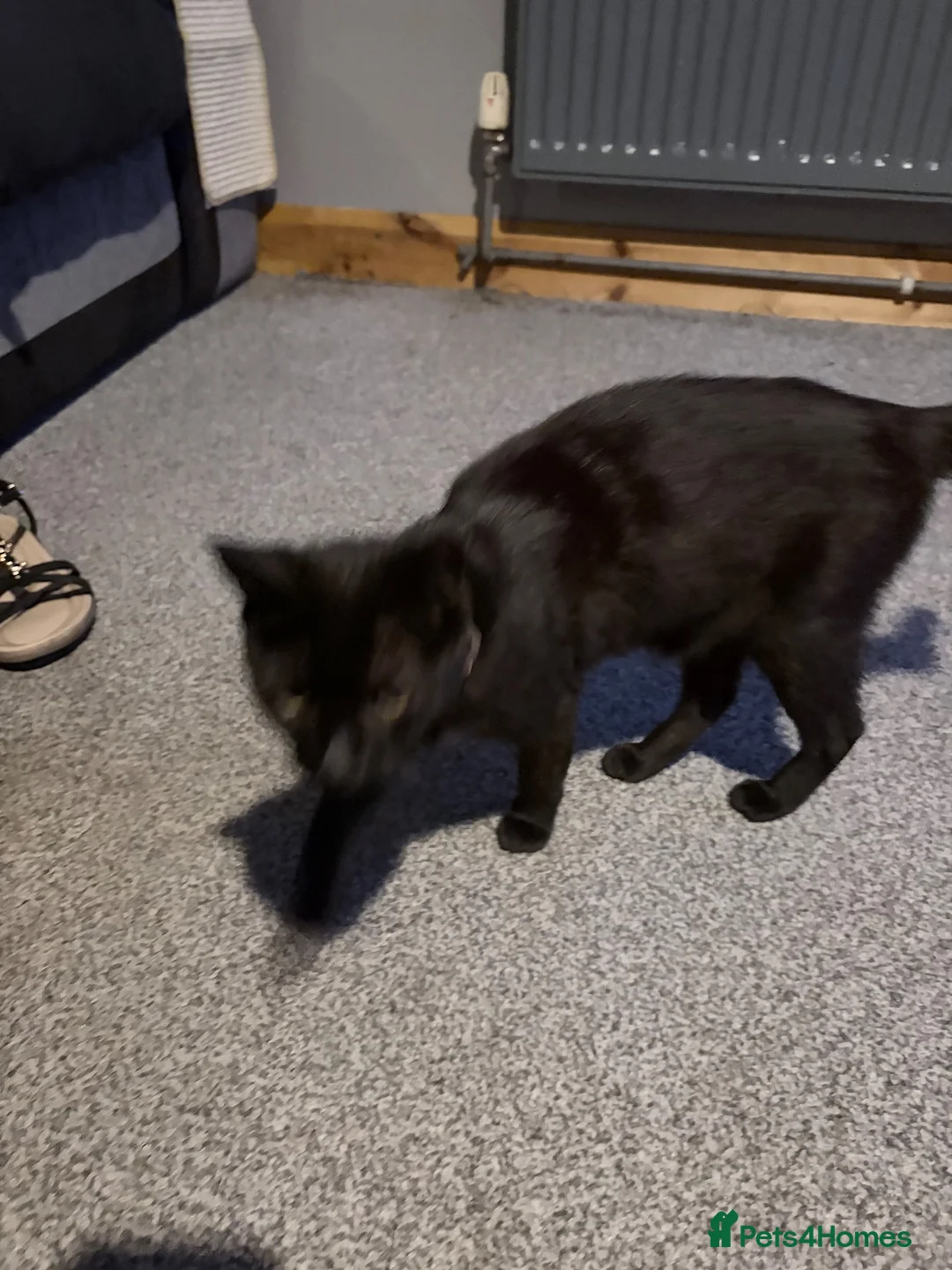 Mixed Breed cats for sale: Black kittens for sale - Advert 5