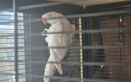 Ringnecks birds for sale: Two paired lacewing ringnecks - Image 4