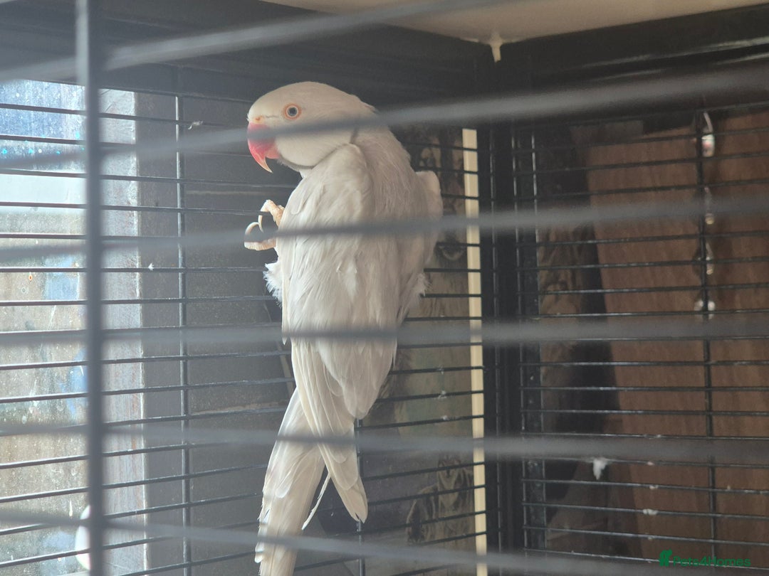 Ringnecks birds for sale: Two paired lacewing ringnecks - Image 4