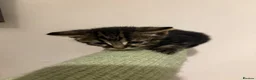 British Shorthair cats for sale: 3 remaining kittens looking for their forever home - Advert 4