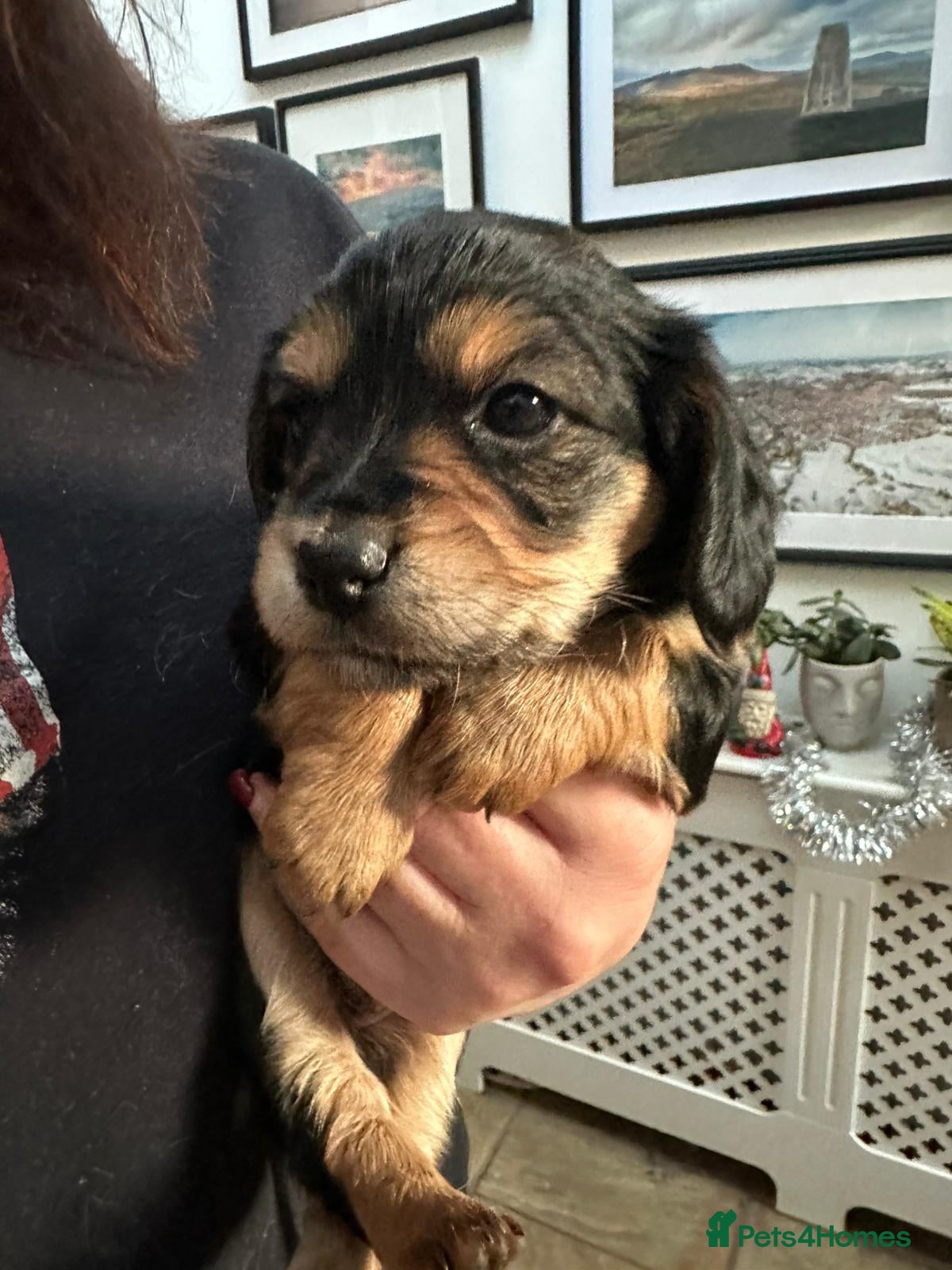 Mixed Breed dogs Corkie pups for sale - Advert 12